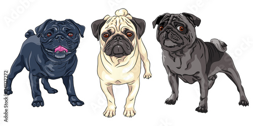 Fotografía Vector set of cute dogs pug breed black, brown and fawn color