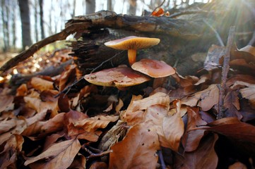 Canvas Print - large mushrooms grow out of an old stump