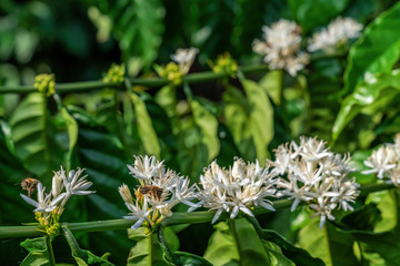 Flower of arabica and Robusta tree in Coffee plantation, Buon Me Thuot or Buon Ma Thuot, Dak Lak, Vietnam.