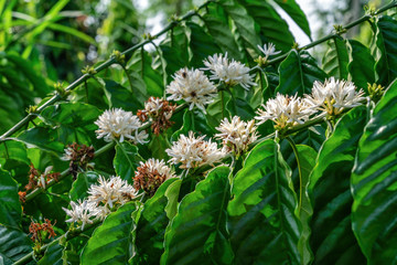 Flower of arabica and Robusta tree in Coffee plantation, Buon Me Thuot or Buon Ma Thuot, Dak Lak, Vietnam.