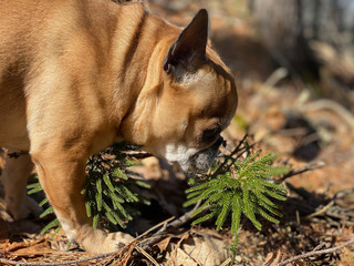 French Bulldog Sniffing a Young Tree