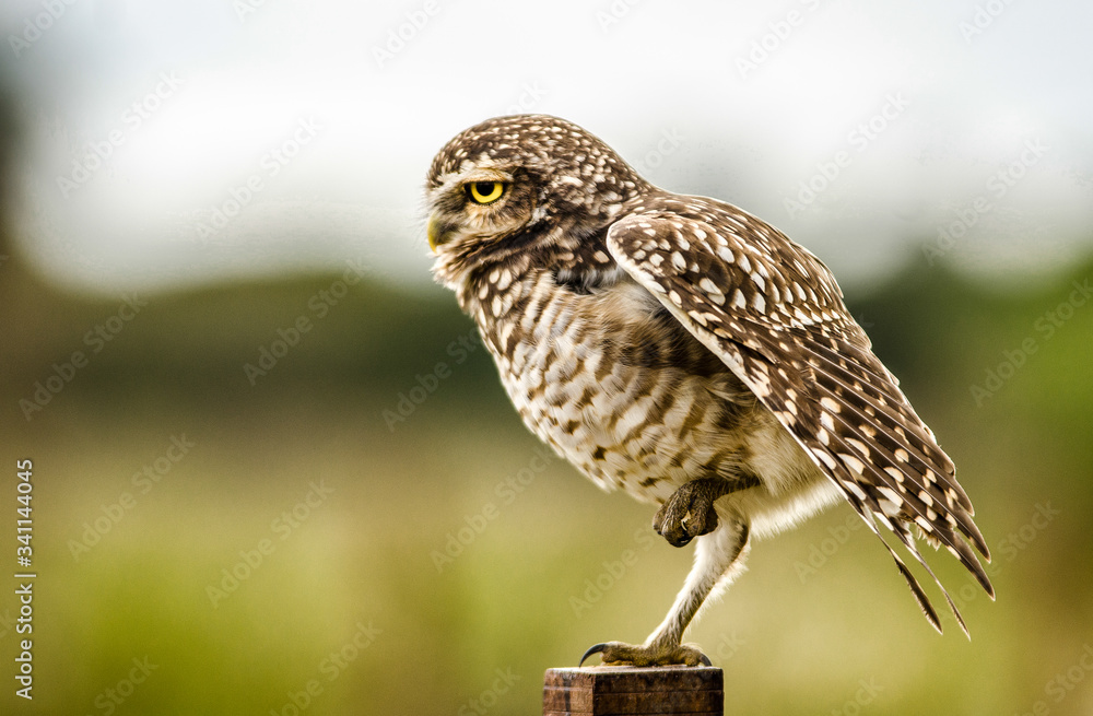ave, buhos, azores, fauna, animal, naturaleza, inhospitalario, ave de ...