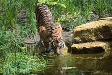 Tiger Drinking Water