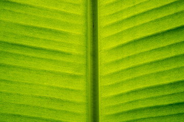 Tropical bright green leaf texture for background