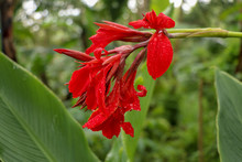 Close-up Of Blossoming Flowers Canna With Buds And Leaves Growing. Raindrops On Leaves And Flowers. Bautiful African Arrow-root In Red Color. Detail Shot Of Canna Lily A With Fiery Red Leaves.