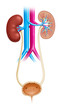 Illustration of the human urinary tract, showing both kidneys and urinary bladder