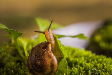 macro image of common garden snail on moss