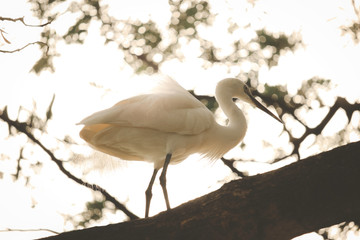  White heron, bittern,or egret bird walking on tree