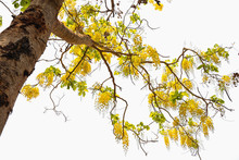  Beautiful Yellow Flowers , Golden Shower Trees (Cassia Fistula) On Isolate White Background
