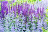 Fototapeta  - Colorful nature background with fresh bright blue salvia flowers and green grass, growing on the meadow. 