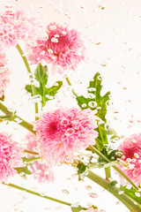 Wall Mural - pink fresh chrysanthemum flowers and leaves in water with air bubbles