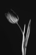 Monotone tulip flower