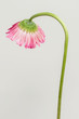 Single pink Gerbera daisy flower with a curved stem on gray background
