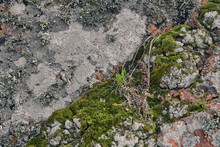 Texture Of Natural Rock Overgrown With Green Moss And Lichen. Close Up Rock Texture Background, Natural Surface. Background On Theme Geology With Copy Space