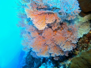 Wall Mural - The amazing and mysterious underwater world of Indonesia, North Sulawesi, Manado, gorgonian coral