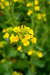 Wall Mural - yellow flowers on green background