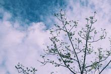 Low Angle View Of Flowers Blooming On Tree Against Sky