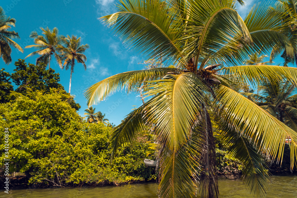 Rośliny i palmy tropikalne nad rzeką na tle niebieskiego nieba w słoneczny dzień. - obrazy, fototapety, plakaty 