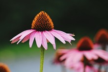 Close-up Of Purple Coneflower Blooming Outdoors