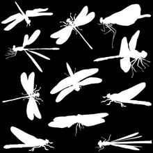 Eleven Dragonflies  Silhouettes Isolated On Black