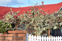 Small Tree Covered With Lichen And Moss In Front Of House With Red Roof.