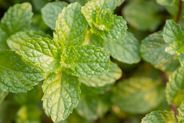 Close up of organic Mint leaves on the tree with blur nature