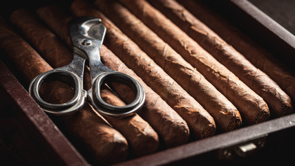 Cuban cigars with scissors in wooden humidor