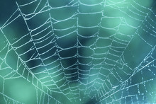Spider Web Close Up With Dew Drops On Blue Teal Background