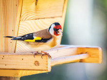 Goldfinch On A Birdfeeder