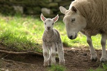  Baby Spring  Lamb And Sheep