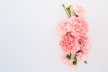 Top View Of Pink Carnations On White Background With Copy Space