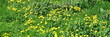 Unberührte Wildblumenwiese mit gelben Löwenzahnblüten im Sonnenschein