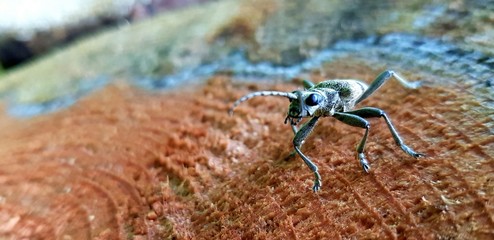 Close-up of bark-beetle on colorful wood