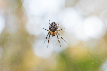 A huge spider hanging on a cobweb in the forest