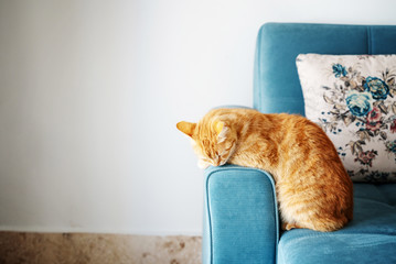 Poster - Beautiful brightly red cat fell asleep on a blue sofa at home