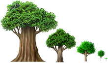 Set Of Different Oak Trees Growth Stages