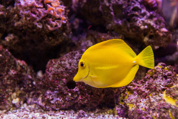 Wall Mural - Marine aquarium tropical fish