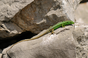 Poster - Iberian rock lizard / Iberische Gebirgseidechse (Iberolacerta monticola cantabrica), male / Männchen - Covadonga, Spain