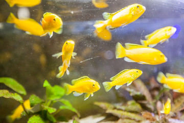 Wall Mural - Goldfish in freshwater aquarium