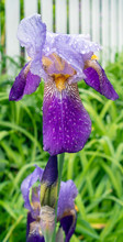 Blooming Bearded Purple Iris With Morning Rain Drops.