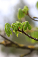 Close Up Buds And Young Spring Leaves Of A Chestnut Tree (Aesculus Hippocastanum).