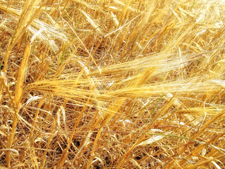 Wall Mural - close up agricultural background image from shiny wheat field under sunlight