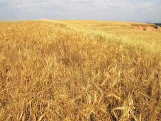 Wall Mural - close up agricultural background image from shiny wheat field under sunlight