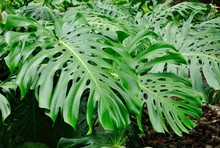 Close-up Of Fresh Green Plants