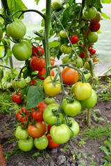 Beautiful ripe red and green organic tomatoes in a greenhouse in the garden. Close up, macro view.