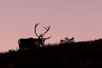 Poster - Barren Ground Caribou Bull at Sunrise in Autumn