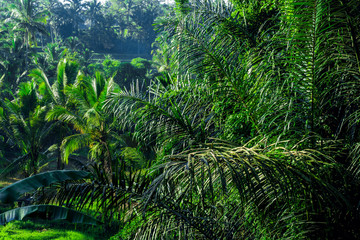Naklejka dolina indonezja drzewa
