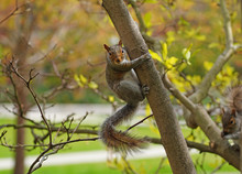 Furry Eastern Gray Squirrel (sciurus Carolinensis) On A Tree In New Jersey
