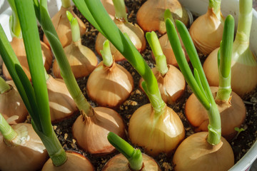 Beautiful fresh spring onion makro close-up on natural background.