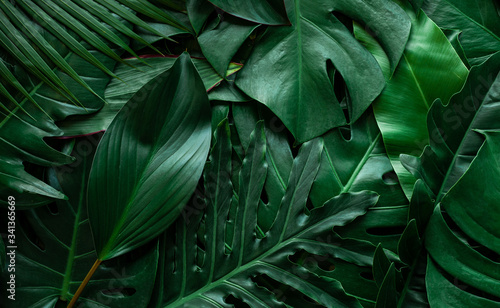 closeup nature view of monstera leaf and palms background. Flat lay, dark nat...